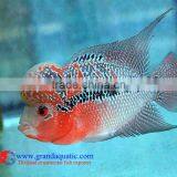 Freshwater Aquarium Fish thumbnail-1