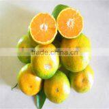 Nanfeng Honey Baby Orange thumbnail-5