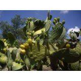 Wholesale Supplier of Prickly Pear Oil