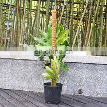 Brand New Wood Decorative Stakes Stand Garden Climber Moss Coco Coir Plant Support Sticks thumbnail-1