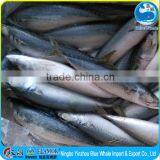 Hot Selling Sale Pacific Mackerel Frozen 2015
