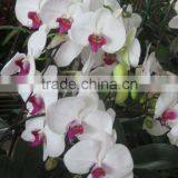 Fresh Cut Flowers Processing Type and Bud Part Fresh Orchid Cheap Wholesale Orchid thumbnail-3