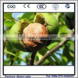 Industrial Green Walnut Peeling Machine/Machine For Green Walnut Sheller thumbnail-4