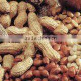 2014 Crop Chinese Washed Peanut in Shell thumbnail-6