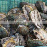 Wholesale Hight Quality Fresh Alive Abalone