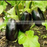 High quality vegetables importer fresh eggplant good seller