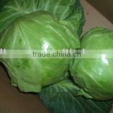 good quality shouguang fresh green cabbage