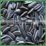 Sale Chinese Best Quality and Cheap Raw Sunflower Seeds In Bulk for Bird Food thumbnail-1