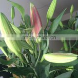 lily buds fresh lily flower wholesale price