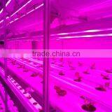Vegetable Factory Greenhouses thumbnail-2