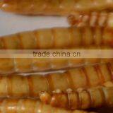 Freeze Dried Mealworm for Backyard Chicken thumbnail-5