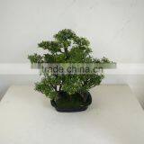 Small Bonsai Tree Wholesale thumbnail-2