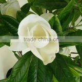 Factory Direct Sale Ornamental Fake Magnolia Flower Tree thumbnail-4
