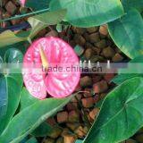 Phenol Resin Floral Foam Soilless Culture Substrates for Anthurium Planting in Greenhouse thumbnail-3