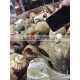 Live Conch thumbnail-1