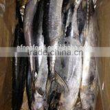 Seafood WR Frozen Spanish Mackerel Fish thumbnail-2