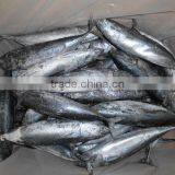 Frozen Bonito Tuna thumbnail-1