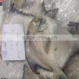 Forzen Silver Pomfret/ Seafish/ Pomfret/ Farm Black Pomfret/ Caught Black Pomfret thumbnail-3
