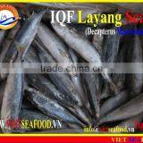 IQF LAYANG SCAD WHOLE ROUND thumbnail-1