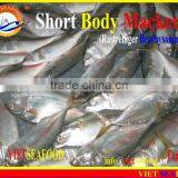 FROZEN SHORT BODY MACKEREL W/R thumbnail-1