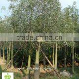 Brachychiton Populneus ( Bottle Tree ) Nursery