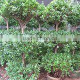Ficus Microcarpa Shrub Tree thumbnail-3