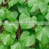 Tionospora Cordifolia thumbnail-2