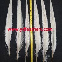 Bleached Ringneck Pheasant Tail Feather From China