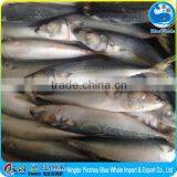 Sea Frozen Mackerel Fish Pacific Mackerel 200-300g