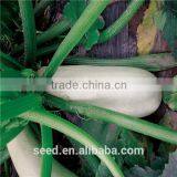 SX No.1 White Skin Middle Mature Squash Seeds