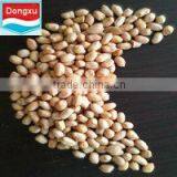 Chinese Organic Peanut 40/50