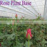 Kunming Qingyi Flower Gardening Co., Ltd. company overview - view 3 thumbnail
