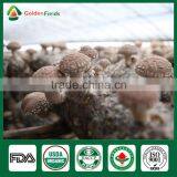 Magic Mushrooms,Shiitake Mushroom Spawn,Polish Wild Dried Mushrooms thumbnail-5