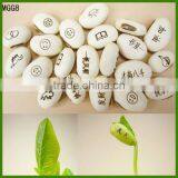 Magic Beans With Words Message Carved Beans thumbnail-1