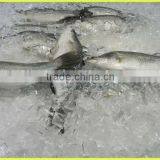 5 Tons Plate Ice Plant Similar With Flake Ice Machine thumbnail-1