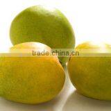 Fresh Alphonso Mangoes Exporters in India