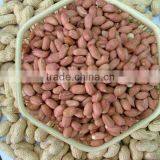 Vegetable Seed,Peanut Seed thumbnail-1
