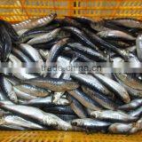 Chinese Frozen Pilchard for Tuna Bait thumbnail-1