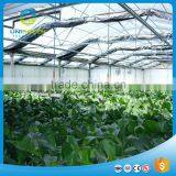 Best Quality Single Span PC Sheet Greenhouse for Sale thumbnail-3