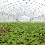 Agriculture Tunnel Vegetables PE Polytunnel Greenhouse for Sale thumbnail-2