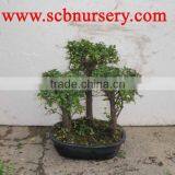 Zelkova 3pcs Bonsai thumbnail-1