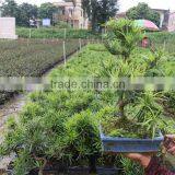 Podocarpus Outdoor Bonsai Export Wholesale thumbnail-1