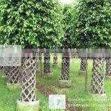 Ficus Benjamina Nursery thumbnail-1