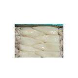 Sell Squid T+T thumbnail-1