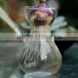 glass flower pot hydroponices flower pot hydroponices plant holder