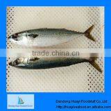 frozen mackerel fish hgt mackerel