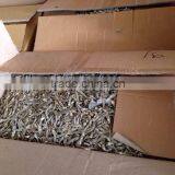SELL/BUY BOILED ANCHOVY FISH, COOK ANCHOVY (Email: Katherine.vilaconic@gmail.com , Viber, Whatsapp: +841687264621) thumbnail-1