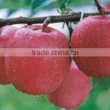 INDIAN RED DELICIOUS APPLE