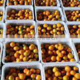 Fresh Seedless Lime Orange Fresh Fruit thumbnail-3