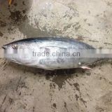 High Quality Seafood Frozen Fish Pacific Bonito Size